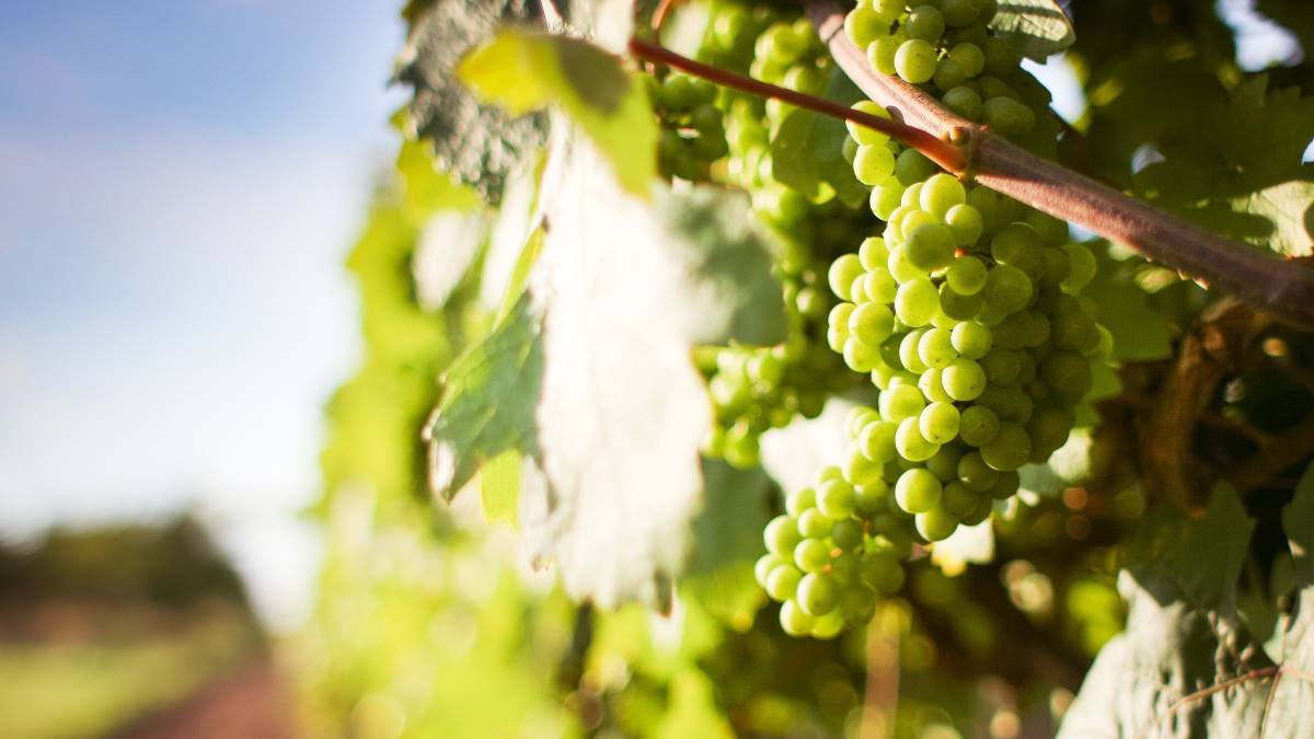 wine farm | grapes | cape winelands